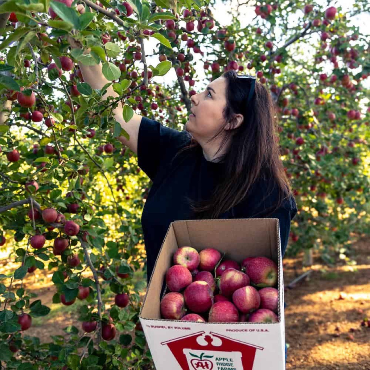 Pick-your-own apples at Apple Hill's family orchards