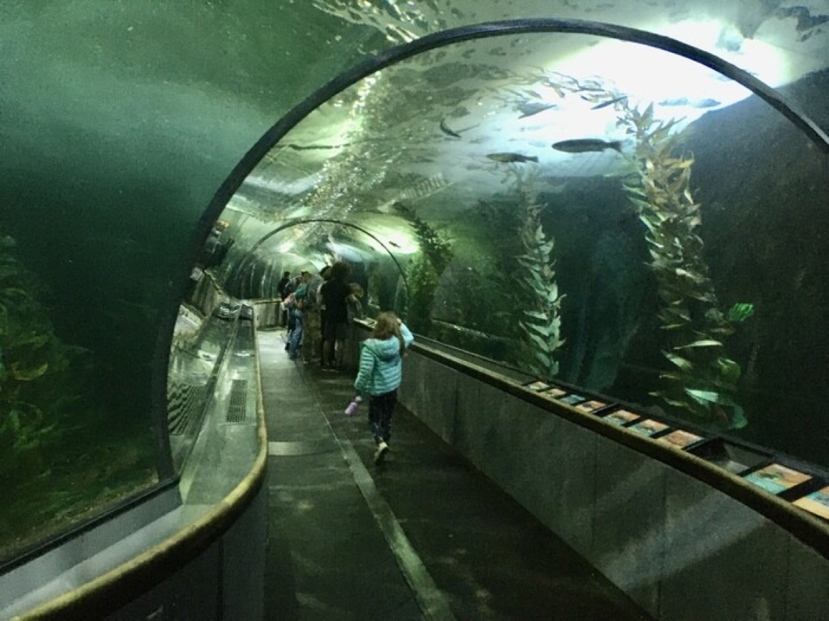Walk-through underwater tunnels, touch pools and sea lions