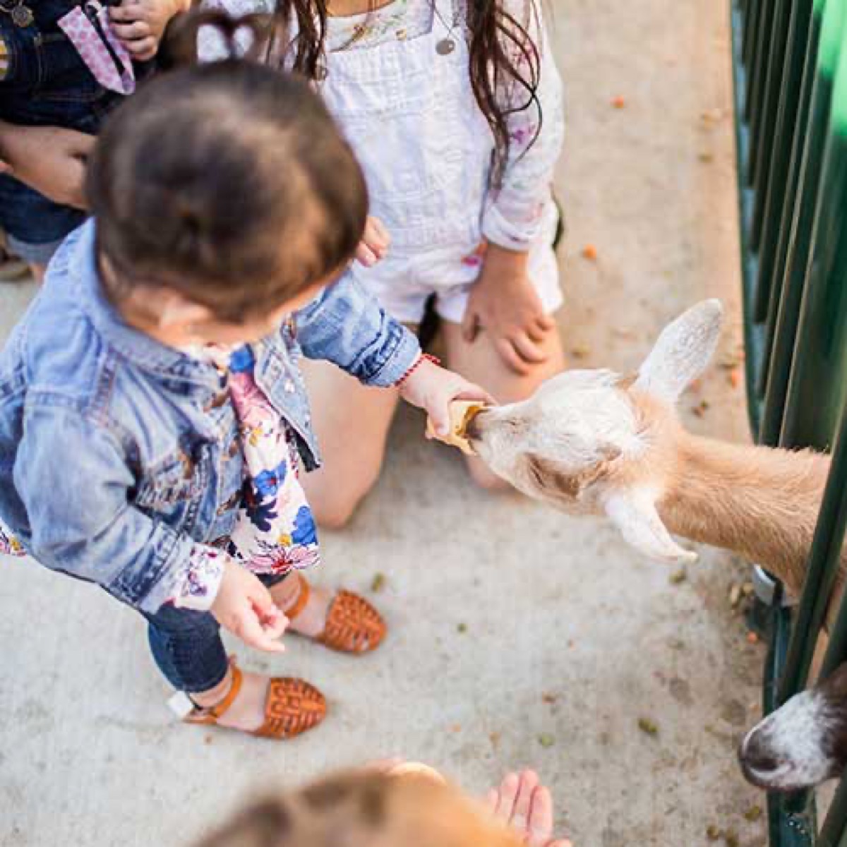 Pumpkin patch, barnyard animals and gentle toddler rides