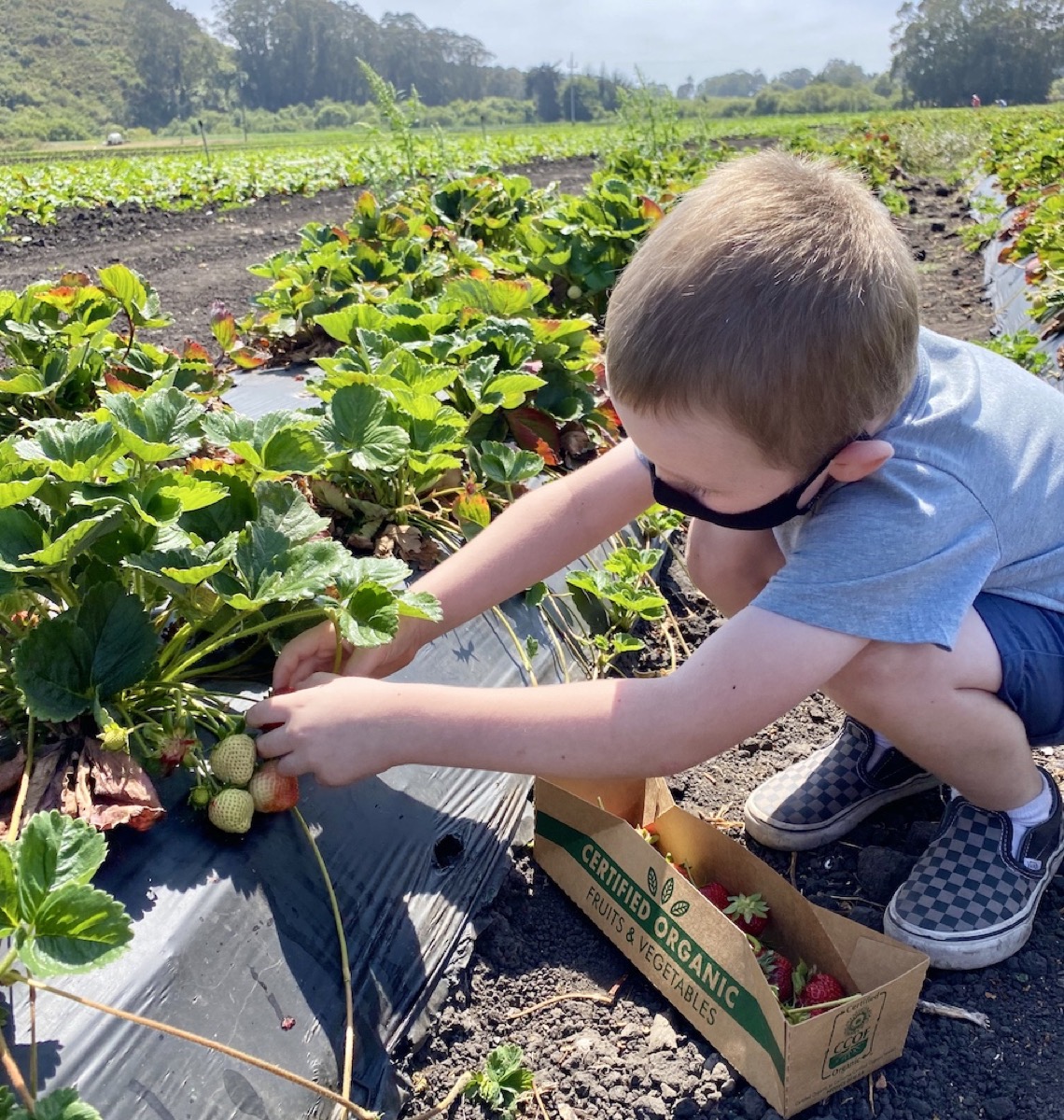 Weekend organic strawberry u-pick on the coast