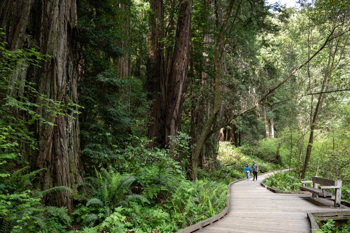 Fee-free national park days - visit Muir Woods for free