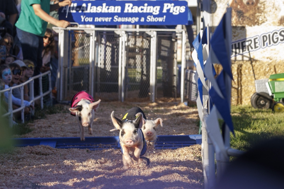 County fair: carnival rides, animals and agricultural fun